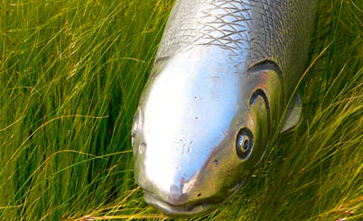 专业代购的免费攻击网站